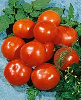 Tomaten JOGEN