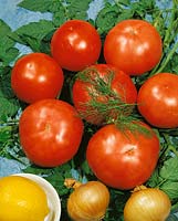 Tomaten WALENTINA