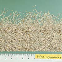 Samen/Seed Kopfsalat