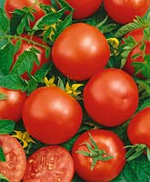 Tomaten SINBAD