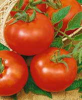 Tomaten BUMERANG F1