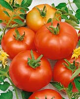 Tomaten LASTOTCHKA F1