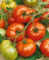 Tomate / Lycopersicon esculentum S. Nachodka