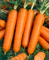 Daucus carota / Daucus carota de Nantes