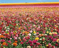field with Ranunculus