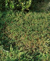 Cotoneaster radicans Eichholz