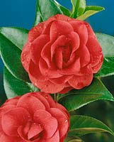 Camellia Susie Fortson