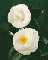 Camellia williamsii Janet Waterhouse