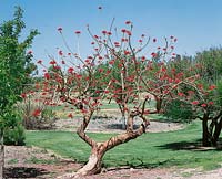 ERYTHRINA CORALLOIDES (NAKED CORALTREE)