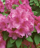 Rhododendron Anna Rose Whitney