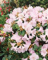 Rhododendron Cilpinense