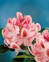 Rhododendron Furnivall's Daugther