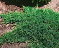 Juniperus Broadmoor