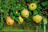 Apfel / Malus domestica Wiltshire