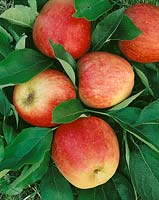 Apfel / Malus domestica Arlet