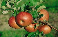 Apfel / Malus domestica Newton Wonder