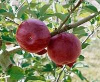 Apfel / Malus domestica type Rouville