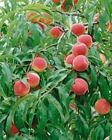 Pfirsichbaum / Prunus persica tree Harrow Beauty