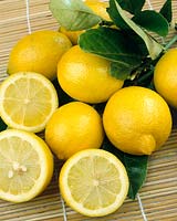 Citrus limon Lisbon