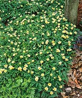 Anemone x lipsiensis