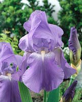Iris x germanica Harbour Blue