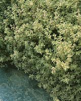Thymus vulgaris Argenteus