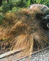 Carex Bronze Curls