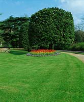 Lawn with Magnolia grandiflora