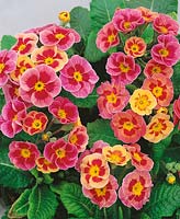 PRIMULA PACIFIC GIANT / YELLOW LOOP