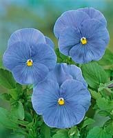 Viola-Wittrockiana-Hybriden blue
