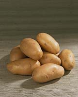 Kartoffel MANON