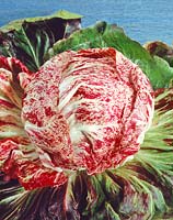 Cichorium intybus var. foliosum Variegata di Chioggia