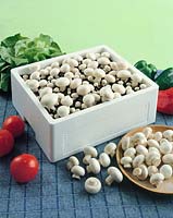Champignons / Agaricus hortensis in Kiste / in box