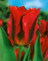 Tulipa viridiflora Hollywood