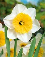 Narcissus Large Cupped Duke of Windsor