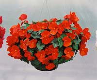 Begonia x tuberhybrida Galaxy Orange in hanging basket