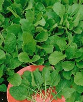 Stielmus / Brassica rapa var. esculenta