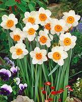Narcissus Small Cupped Barrett Browning