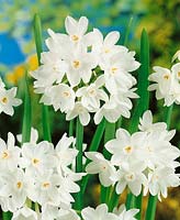 Narcissus tazetta Ziva
