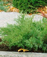Juniperus Mint Julep