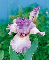 Iris x germanica Raspberry Frills