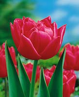 Tulipa Double Early Queen of Marvel