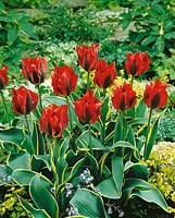 Tulipa viridiflora Hollywood Star