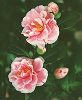 Camellia Souvenir d'Henri Guichard