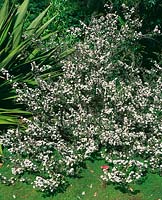 Leptospermum rotundifolium White