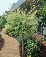 Salix integra Hakuro-nishiki / Hochstamm