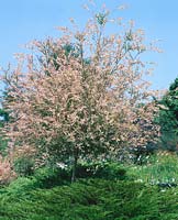 Salix integra Hakuro-nishiki