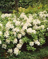Rhododendron Persil