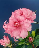 Rhododendron molle Rose Queen