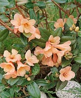 Rhododendron Trewithen Orange